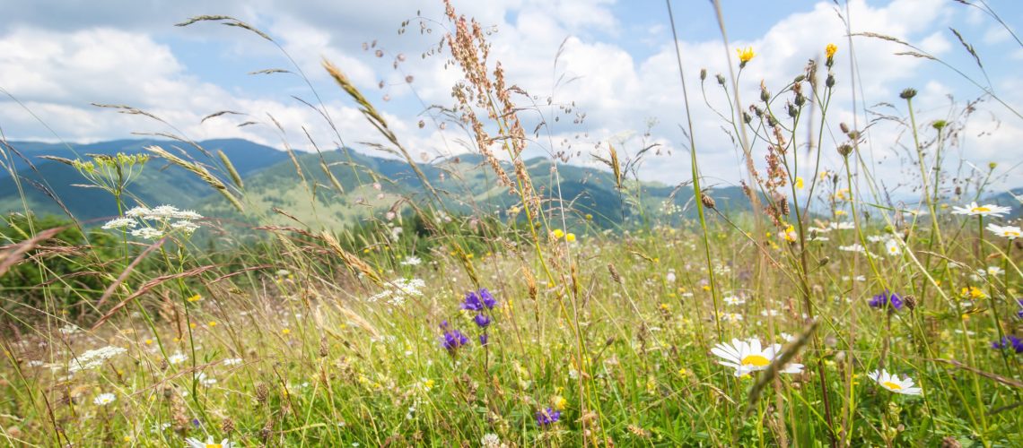 31898175 - amazing sunny day in mountains. summer meadow with wildflowers under blue sky. nature background and landscape